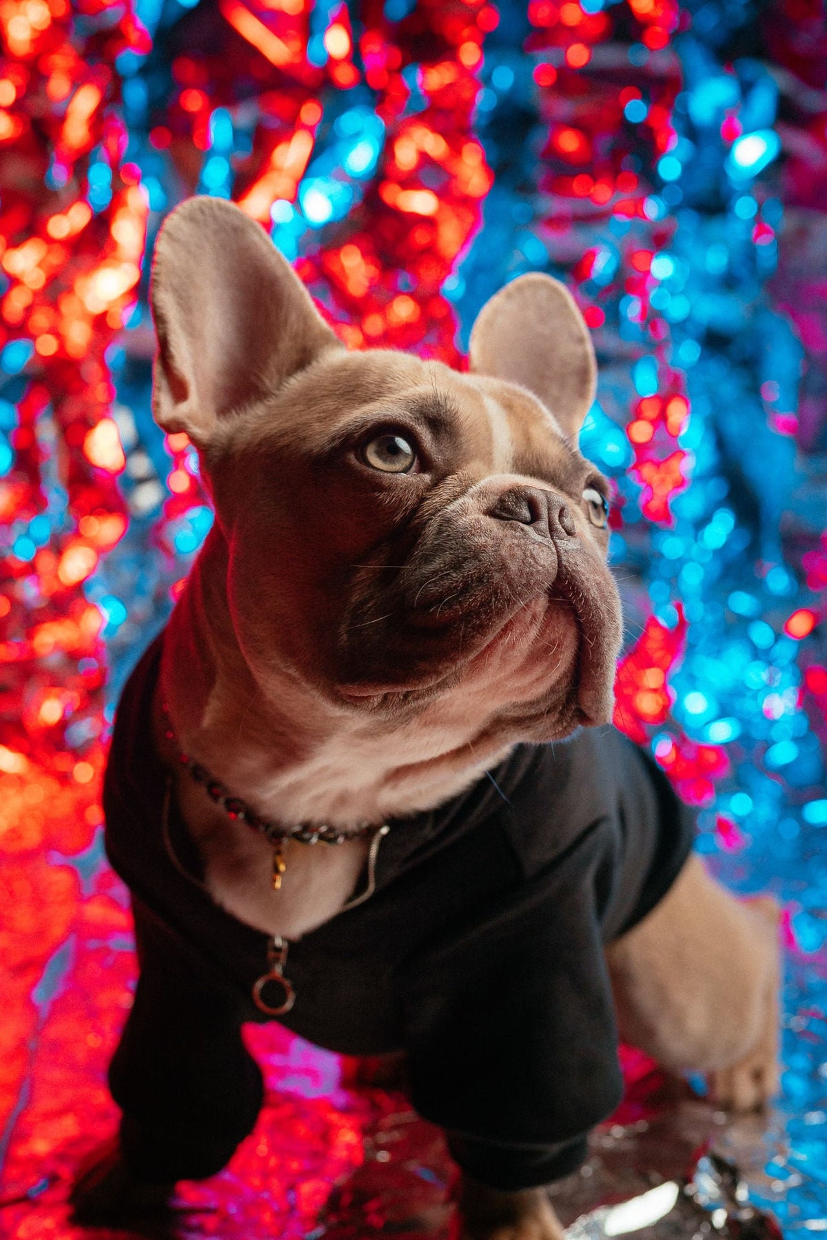 Black Shirt for really cute dogs and cats - also fits other animals or even collectible dolls or small children really this can be for anything you can even hang it on your wall.