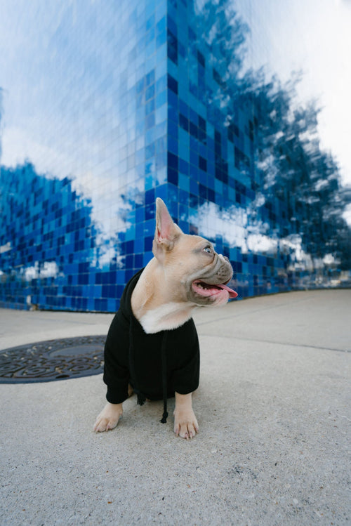 Black "Anti Social Puppy" Shirt
