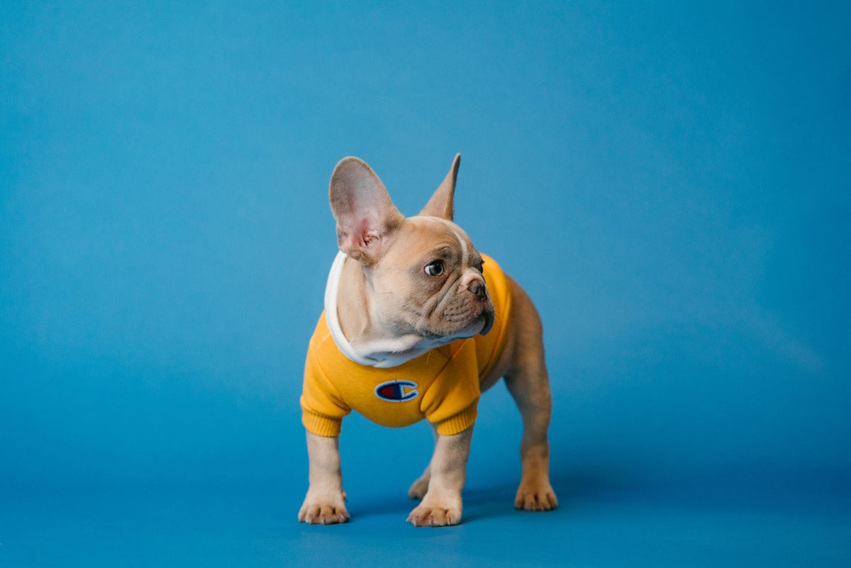 Yellow Champion Hoodie