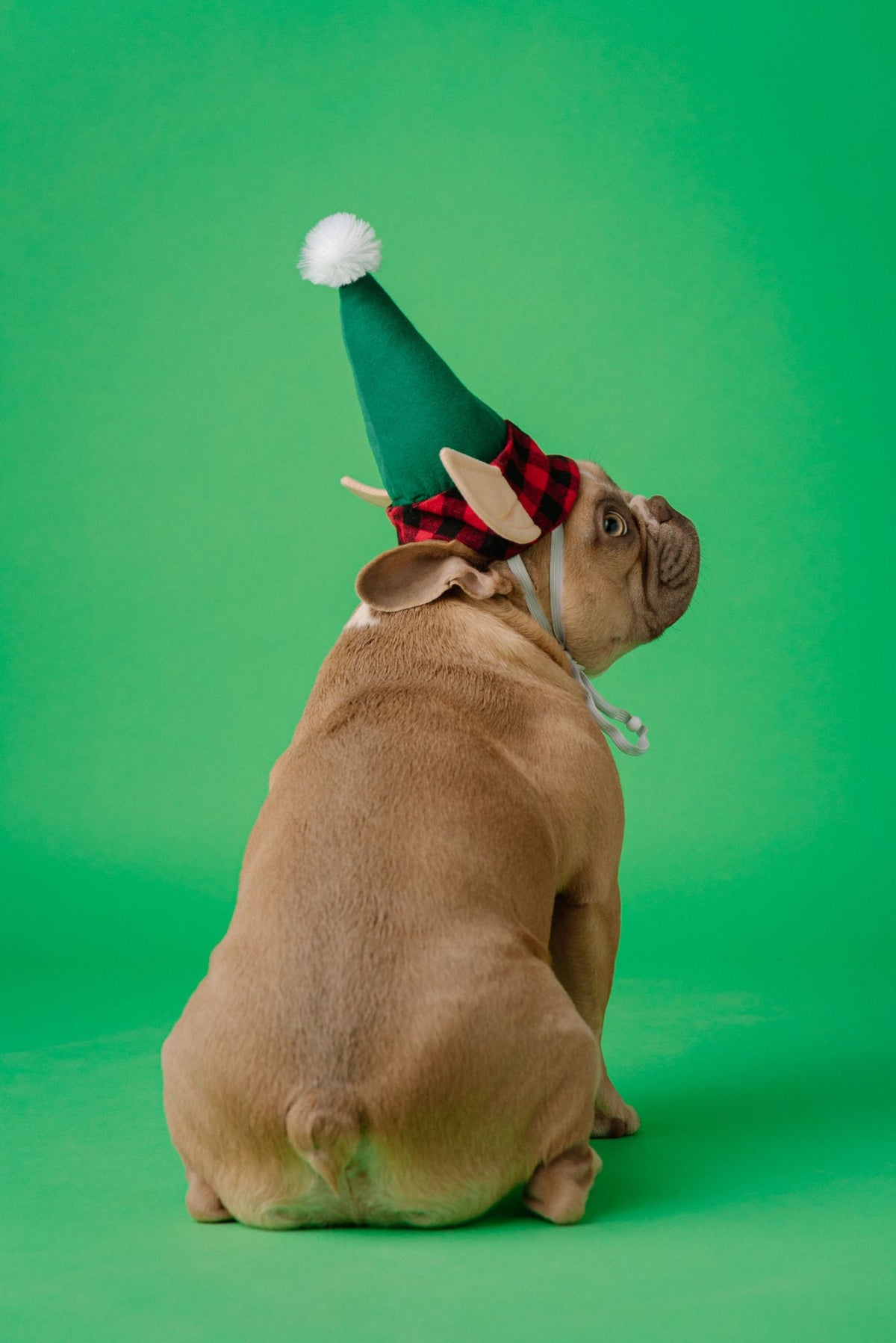 Elf Hat