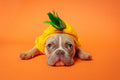 Pineapple Costume