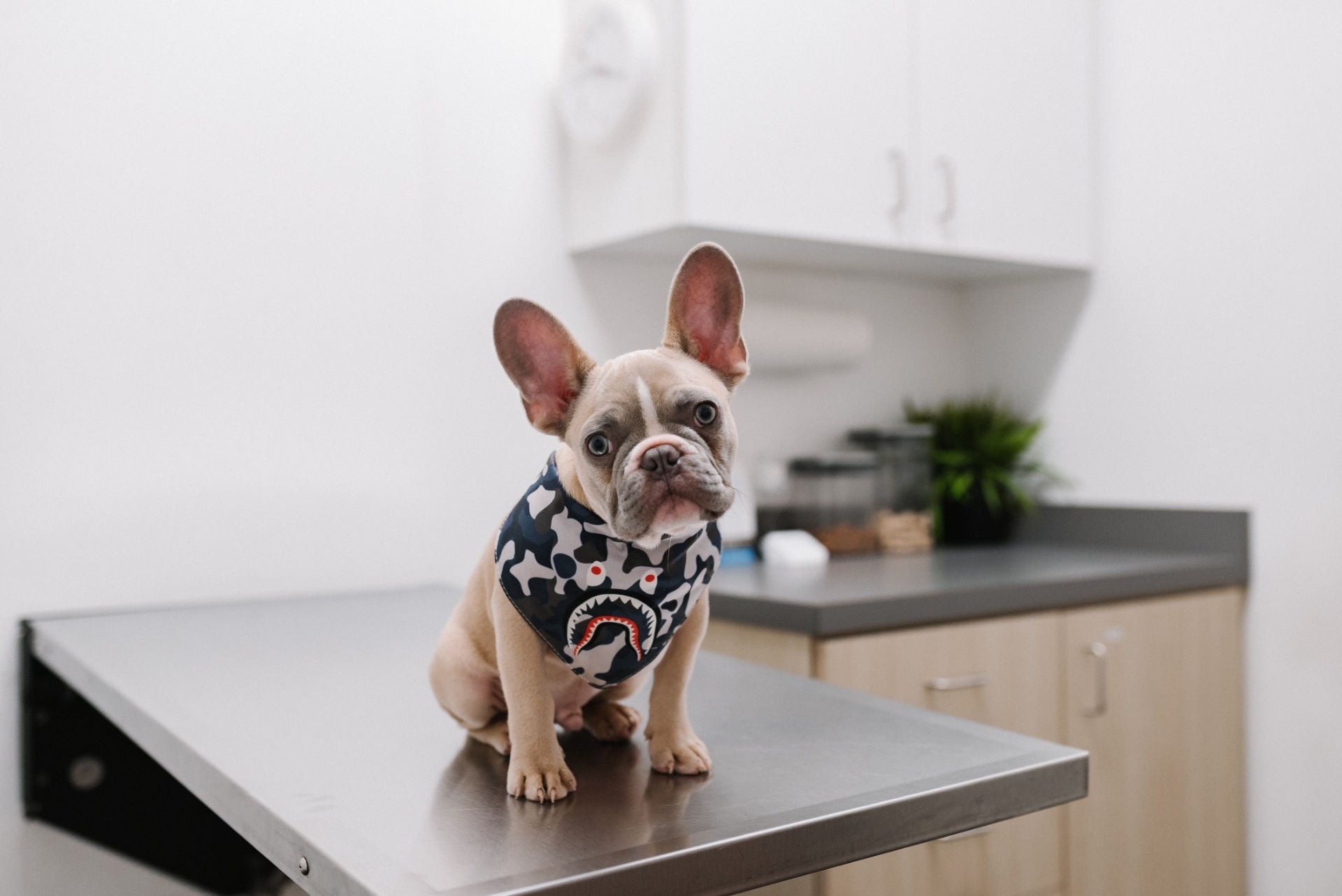 Black and White Bandana