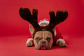 Brown Antlers