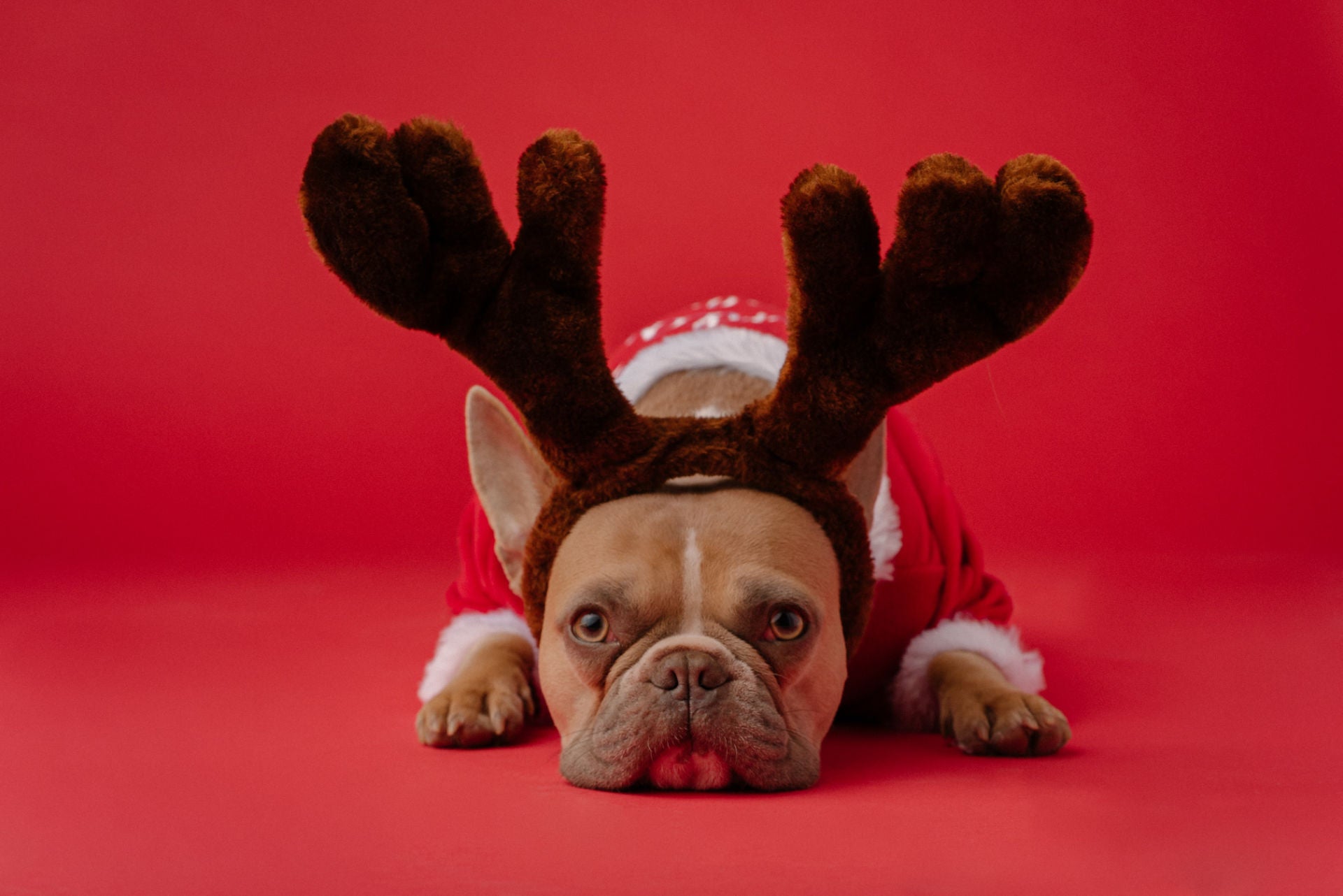 Brown Antlers