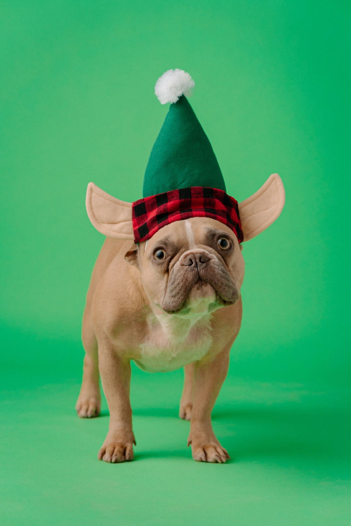 Elf Hat